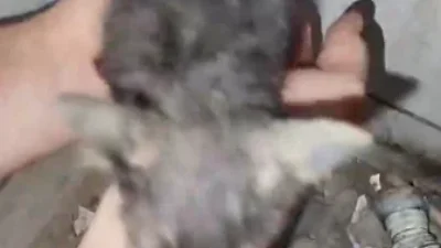 Defesa Civil resgata filhote de gato preso em tubulação de residência