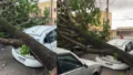 Árvore cai sobre carro e interdita rua William Neumann, ao lado da Escola Ximena