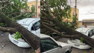 Árvore cai sobre carro e interdita rua William Neumann, ao lado da Escola Ximena